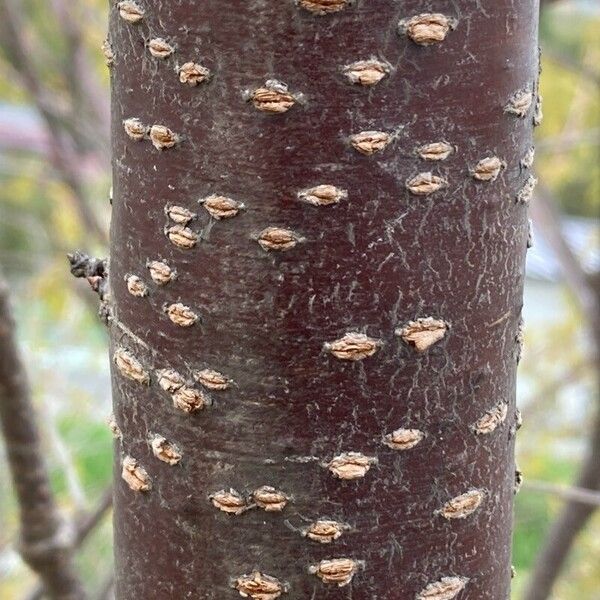 Prunus speciosa Žievė