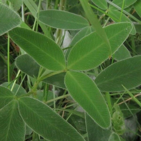 Trifolium medium Foglia