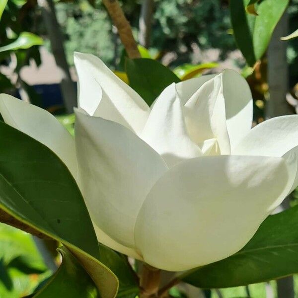 Magnolia virginiana Květ