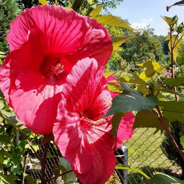 Hibiscus moscheutos 花