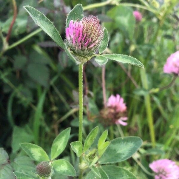 Trifolium pratense Žiedas