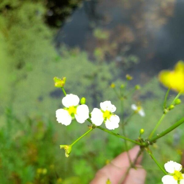 Alisma plantago-aquatica Çiçek