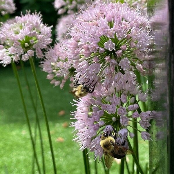 Allium senescens Flor