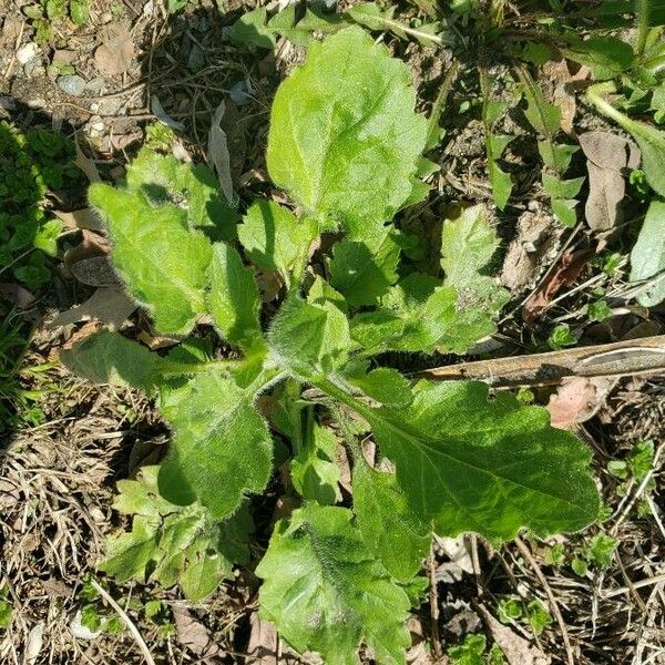 Erigeron canadensis Blad