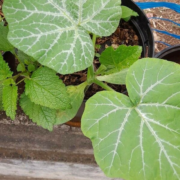 Cucurbita moschata 葉