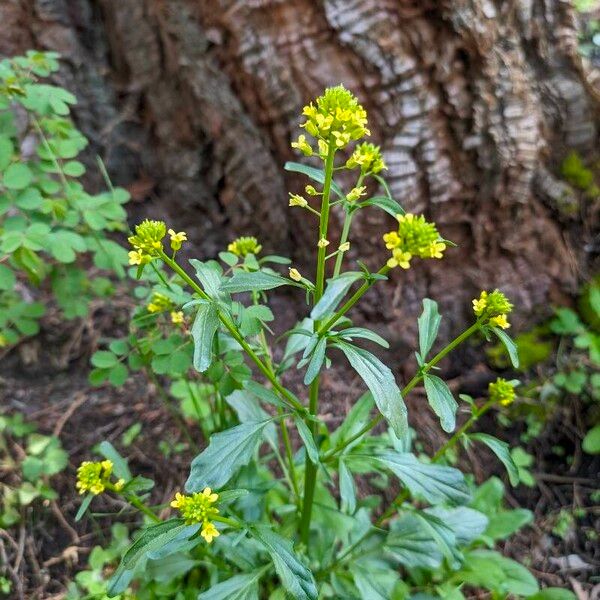 Barbarea orthoceras عادت