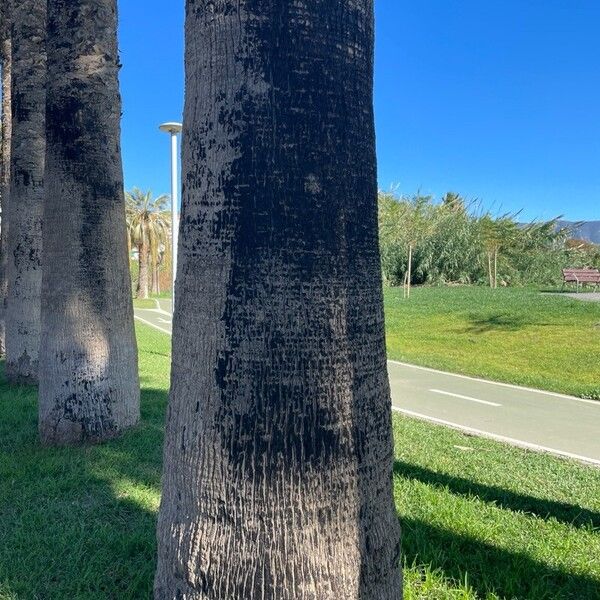 Washingtonia filifera Žievė