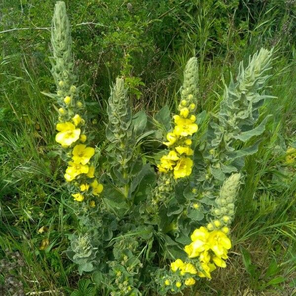 Verbascum densiflorum Habit