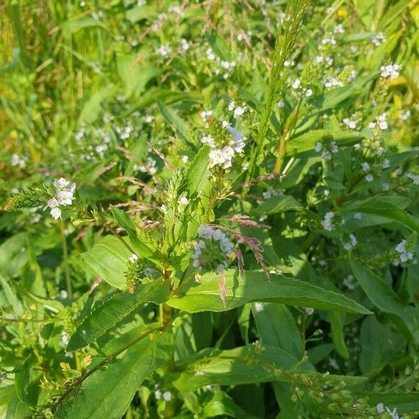 Veronica anagallis-aquatica Flower