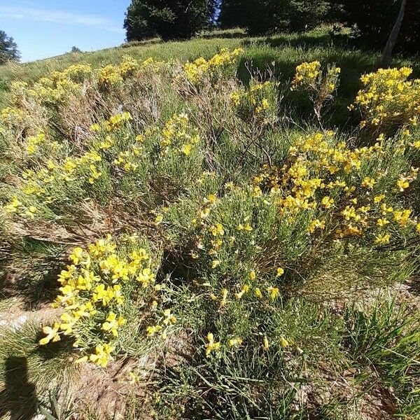 Genista radiata Flor