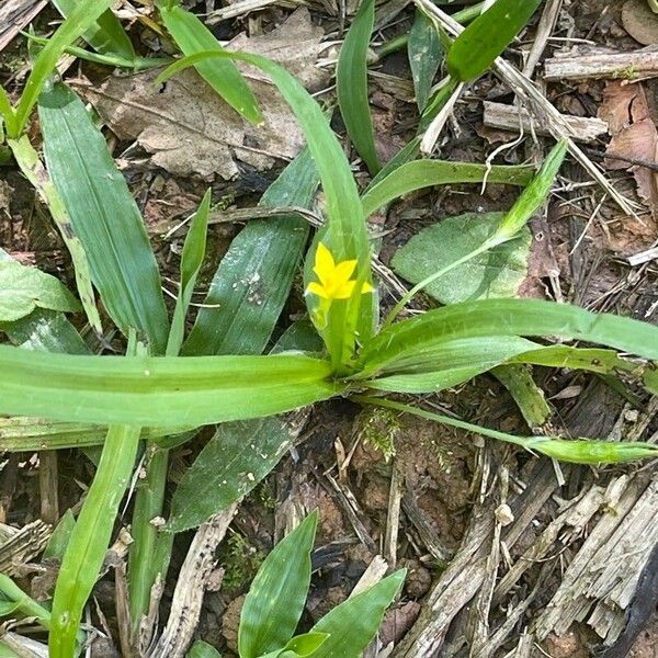 Hypoxis decumbens Çiçek