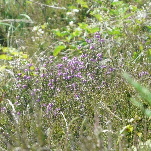 Erica cinerea Habit