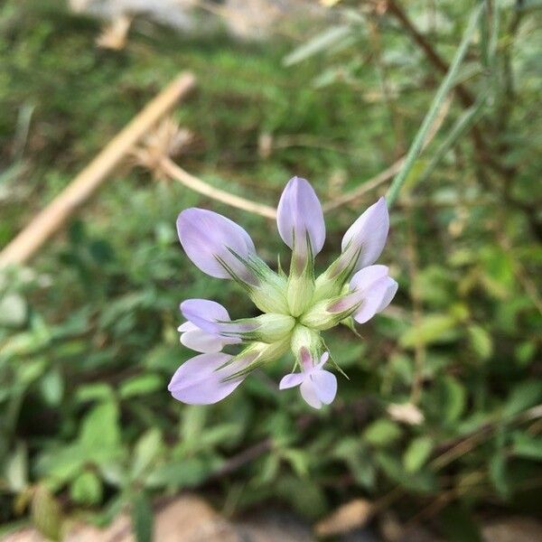 Bituminaria bituminosa Flower