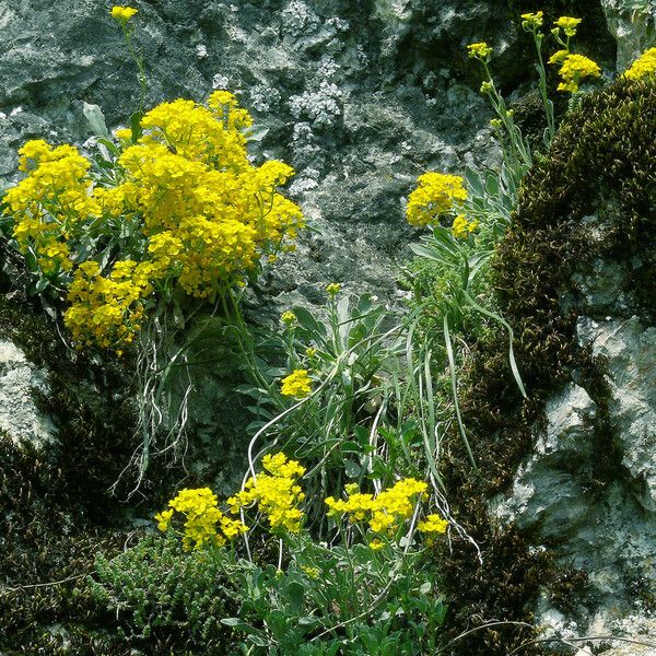 Aurinia saxatilis Habitatea