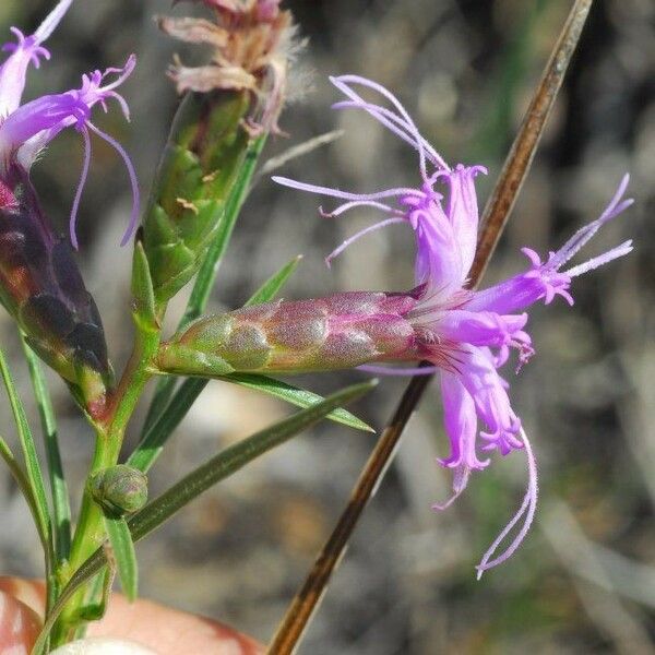 Liatris cylindracea Flor