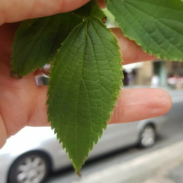 Celtis australis 叶