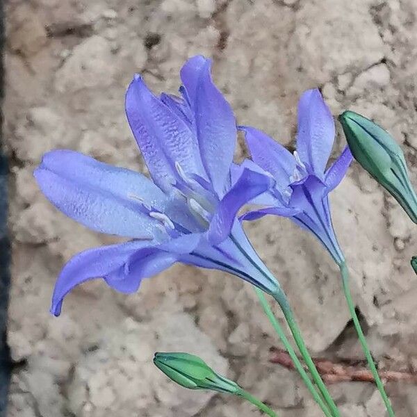 Triteleia laxa Çiçek