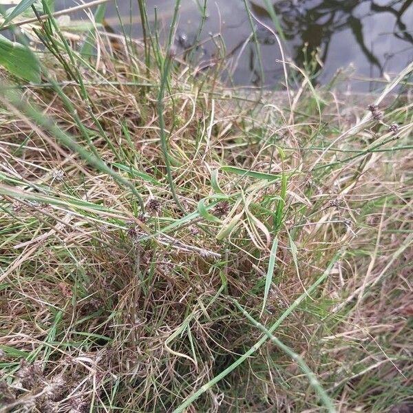 Juncus subnodulosus Leaf