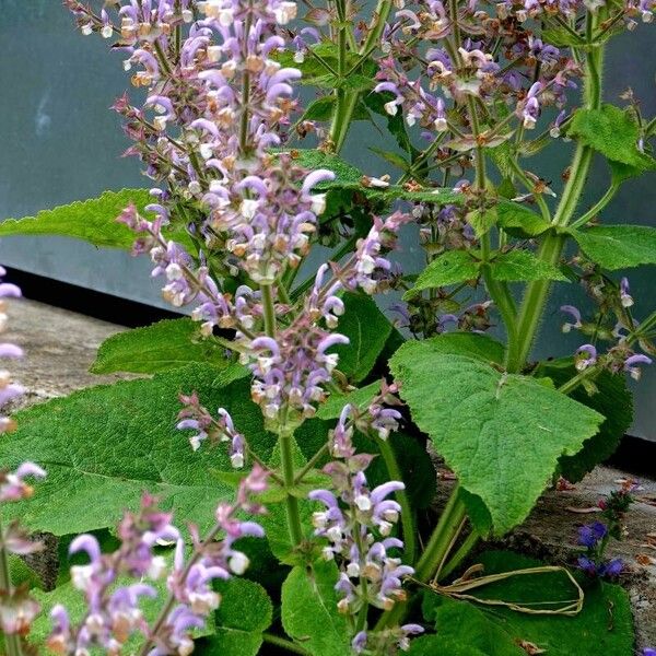 Salvia sclarea Sonstige