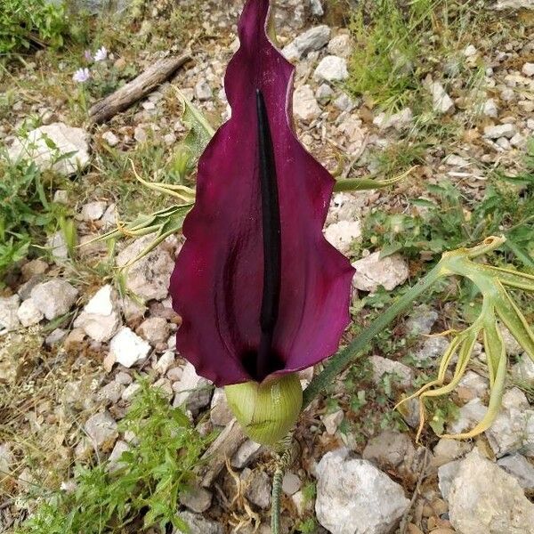 Dracunculus vulgaris 花