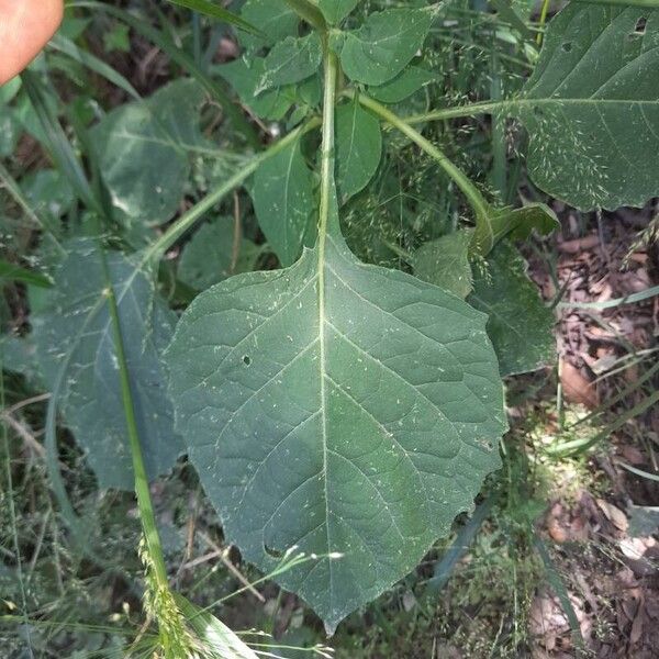 Solanum chenopodioides Φύλλο