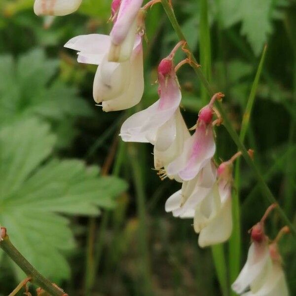 Hedysarum hedysaroides 花