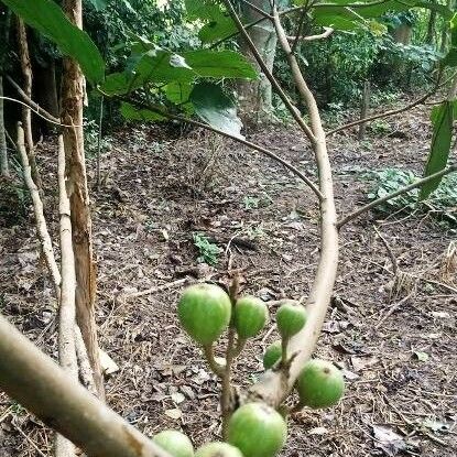 Ficus sur Gyümölcs