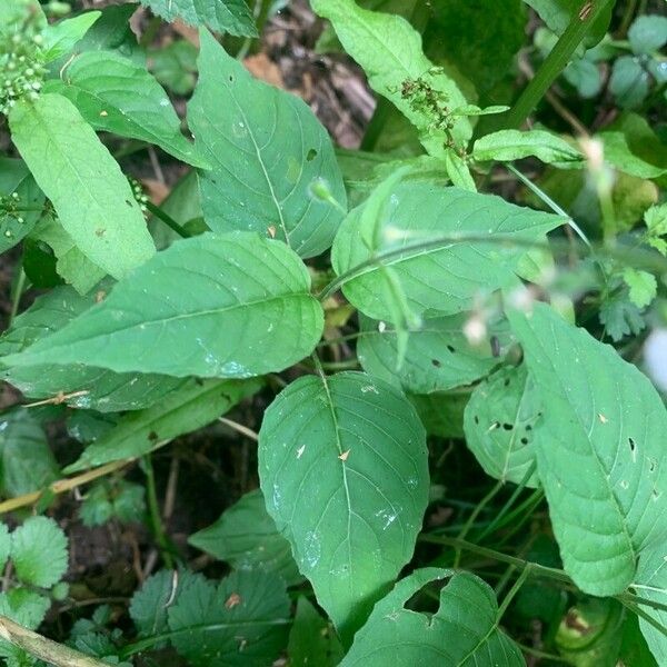 Circaea lutetiana Folla