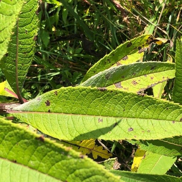 Vernonia noveboracensis Blatt