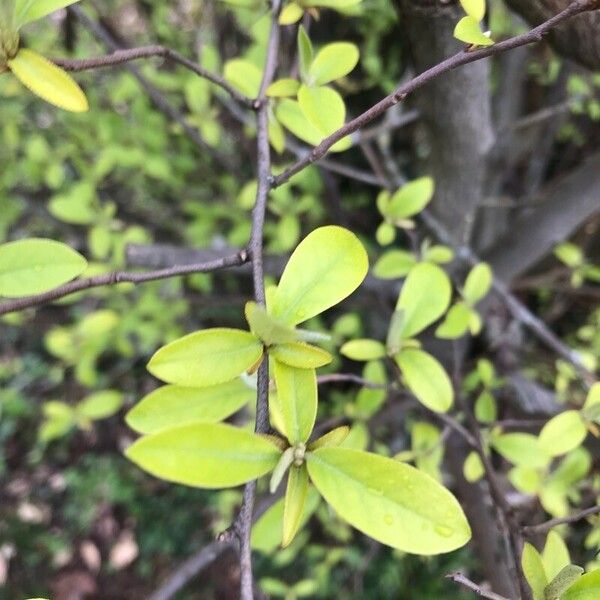 Elaeagnus umbellata Blatt