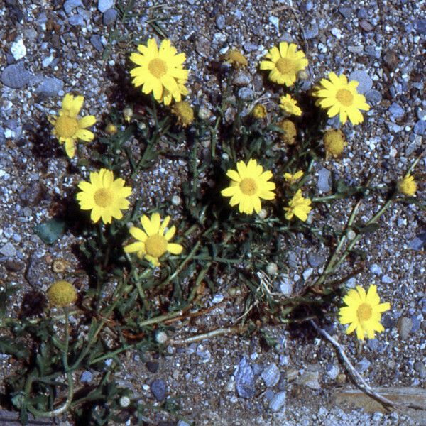 Glebionis segetum Floare