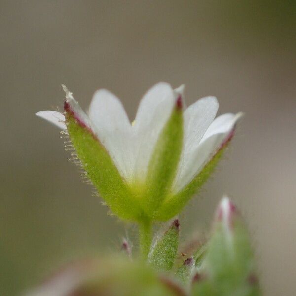 Cerastium pumilum Flower