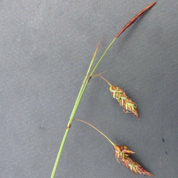 Carex limosa ᱵᱟᱦᱟ