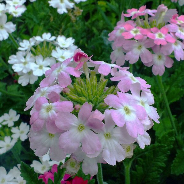 Verbena × hybrida Flor