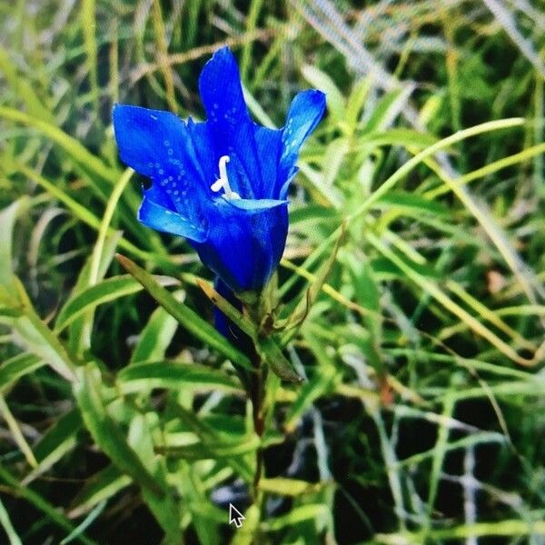 Gentiana pneumonanthe Blomst