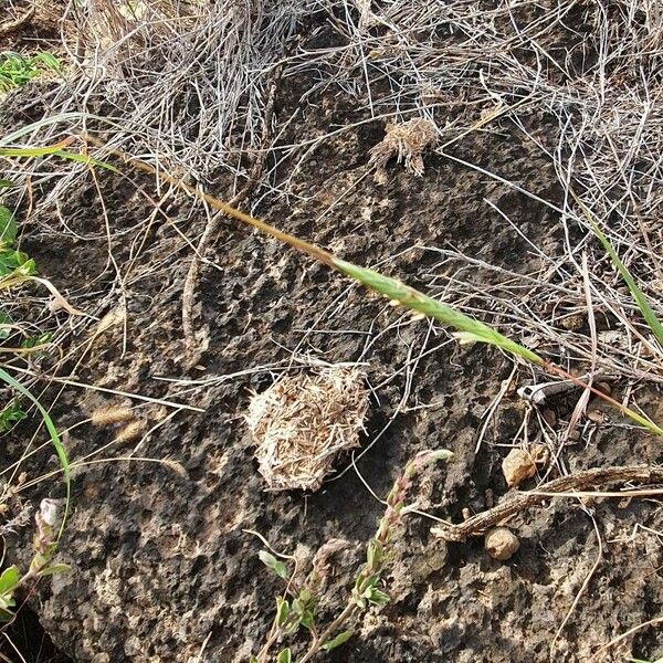 Heteropogon contortus Flor