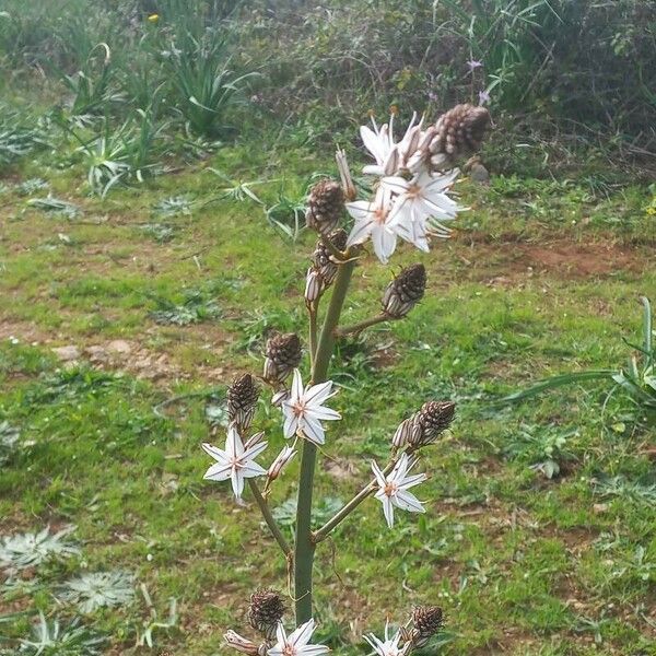 Asphodelus ramosus Blüte