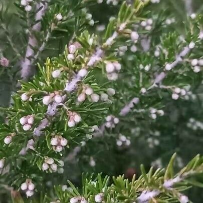 Erica arborea Flower