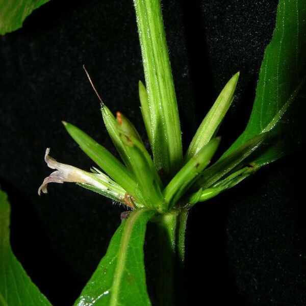 Hygrophila costata Rusca