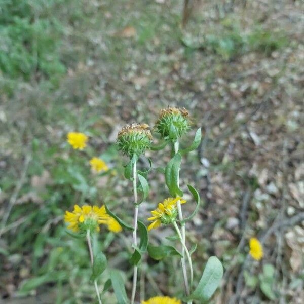 Grindelia squarrosa Blüte