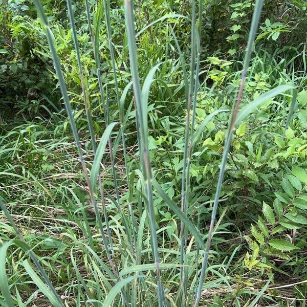 Andropogon gerardi Leaf