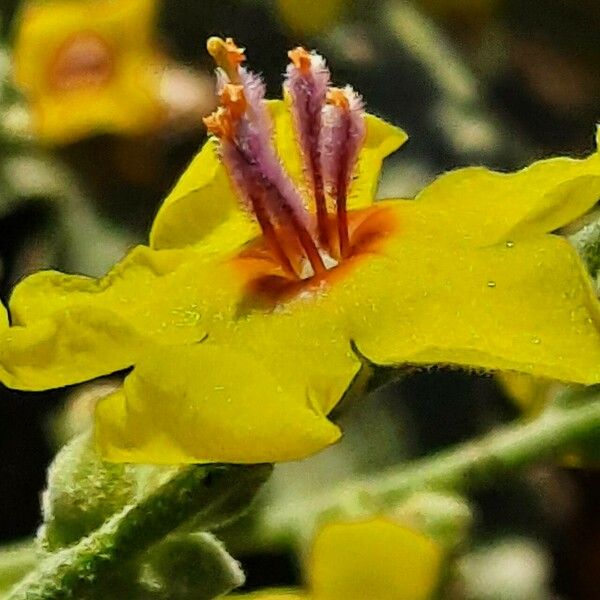 Verbascum sinuatum Blodyn