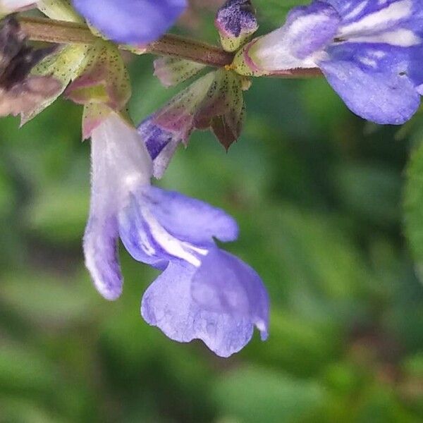 Salvia uliginosa Kukka