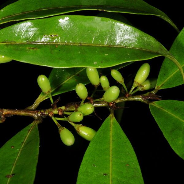 Erythroxylum macrophyllum Ffrwyth