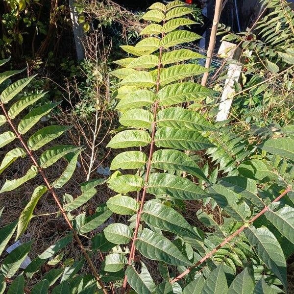 Ailanthus altissima Lehti