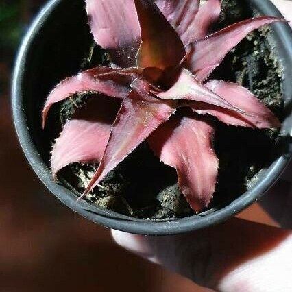 Cryptanthus bivittatus Fuelha