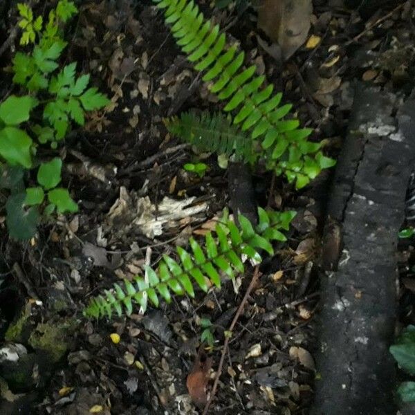 Asplenium platyneuron Leht