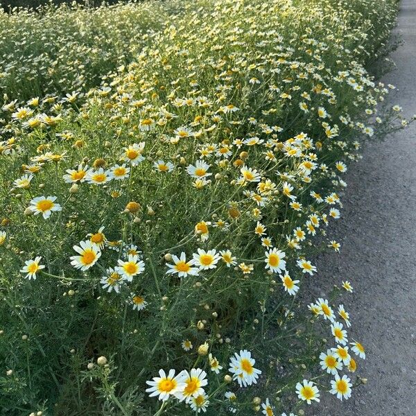 Glebionis coronaria ശീലം