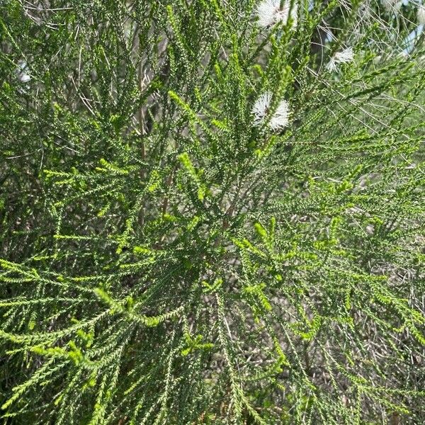 Melaleuca lanceolata Flors