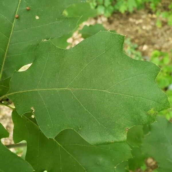 Quercus rubra Leaf